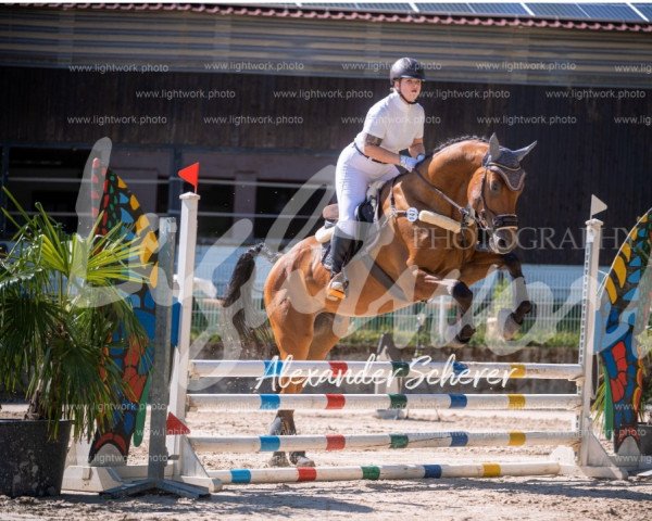 horse Casio Demaro (Oldenburg, 2017, from Casino Grande)
