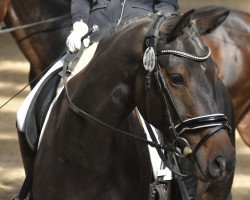 jumper Vialas Moonlight (Hanoverian, 2016, from Viscount 22)