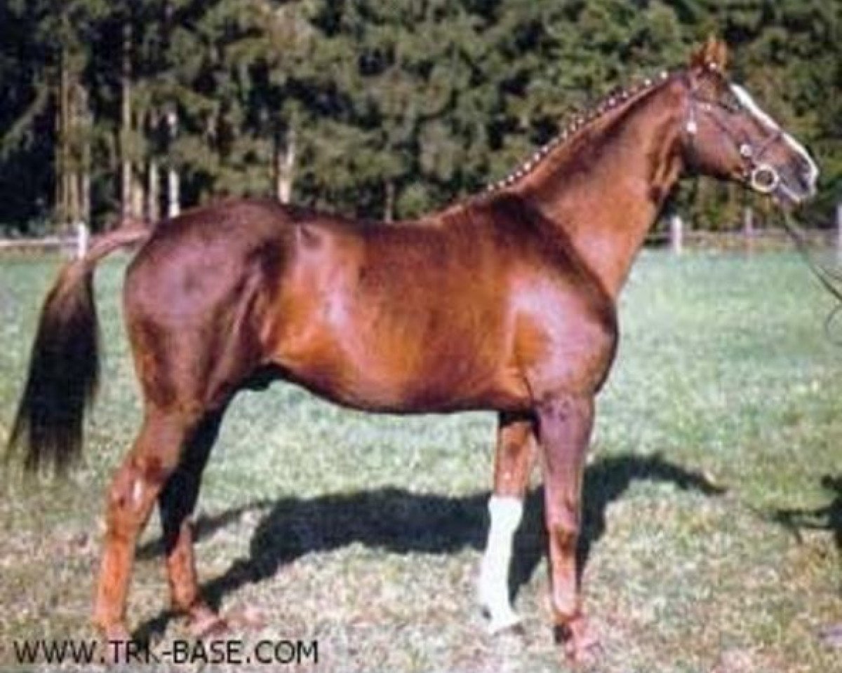 Deckhengst Kassius (Trakehner, 1970, von Impuls)
