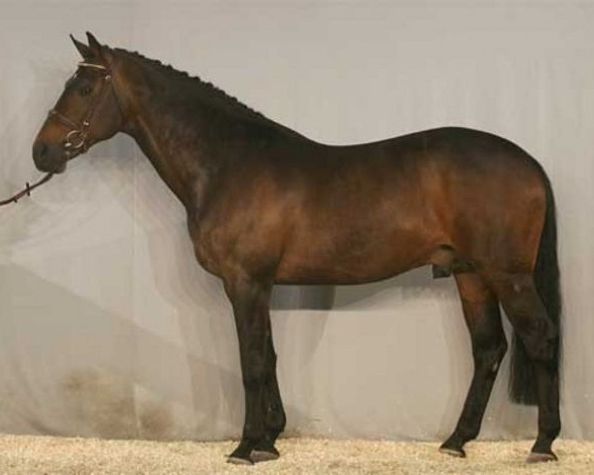 stallion Manhattan (KWPN (Royal Dutch Sporthorse), 1994, from Burggraaf)