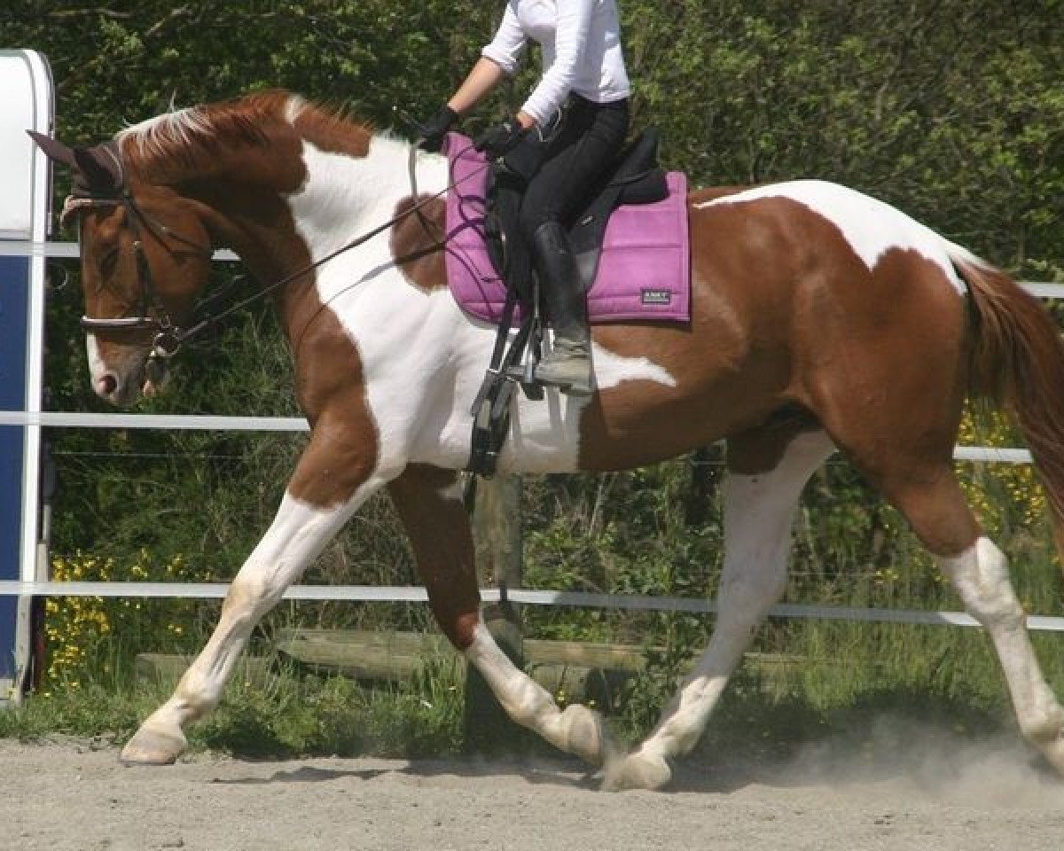 horse Skydance van Erpekom (Belgian Warmblood, 2008, from Cooldanz)