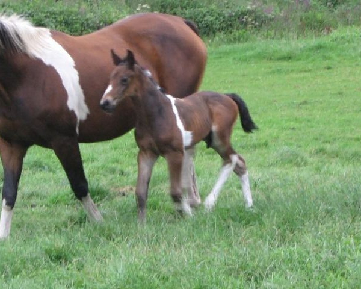 Pferd Nacho van Erpekom Z (Zangersheide Reitpferd, 2011, von Nock-Out)