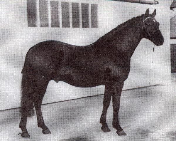 Deckhengst Triumph (British Riding Pony, 1968, von Papillon de Matin xx) Deckhengst Triumph (British Riding Pony, 1968, von Papillon de Matin xx)