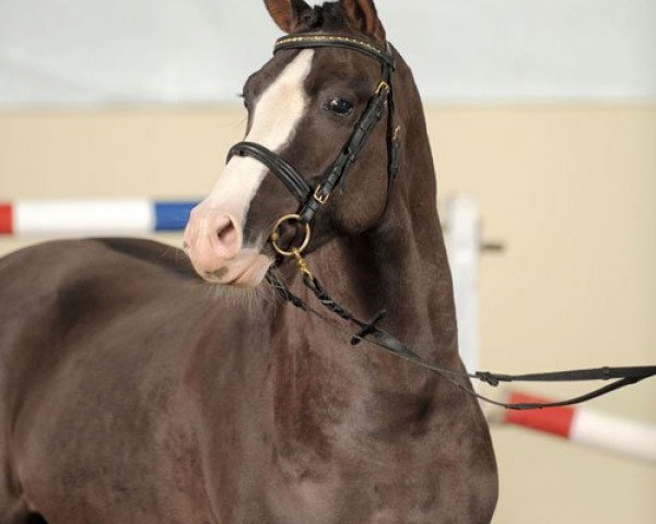 stallion Steendieks Mr. Mo (German Riding Pony, 2008, from The Braes My Mobility)