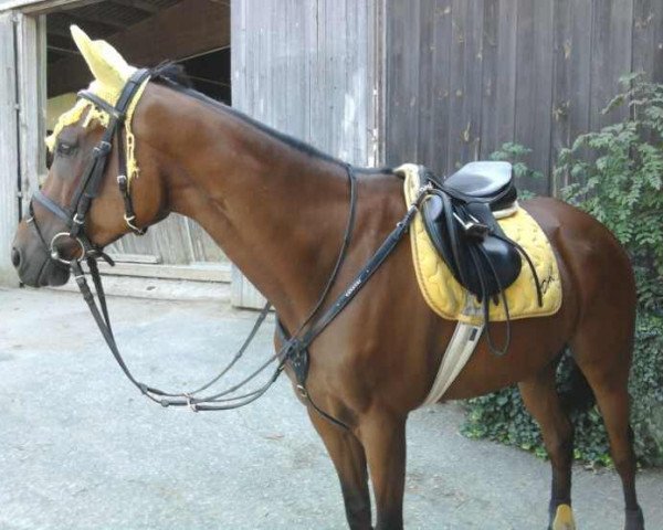 horse Otago (German Sport Horse, 2002, from Chato xx)