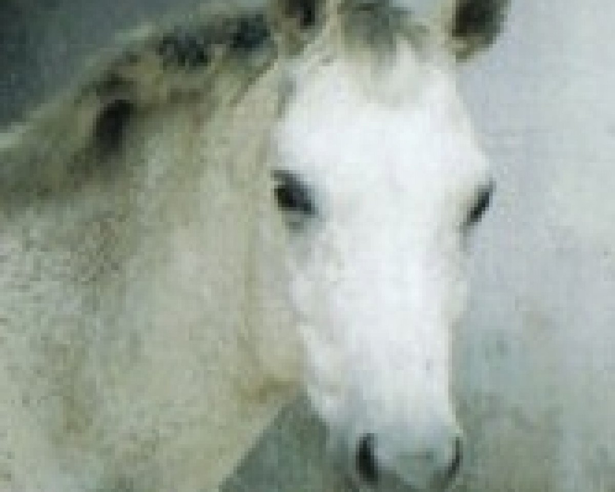 Pferd Vampir S (Trakehner, 1995, von Beaujolais)