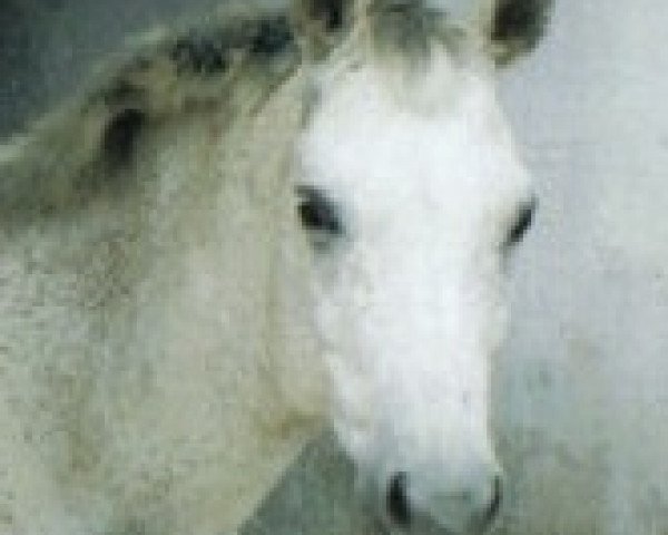 horse Vampir S (Trakehner, 1995, from Beaujolais)