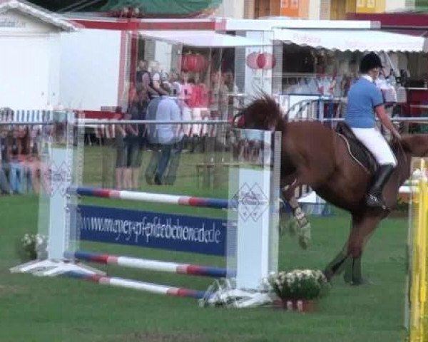 Springpferd Eddy 225 (Hannoveraner, 2004, von Escudo I) Springpferd Eddy 225 (Hannoveraner, 2004, von Escudo I)