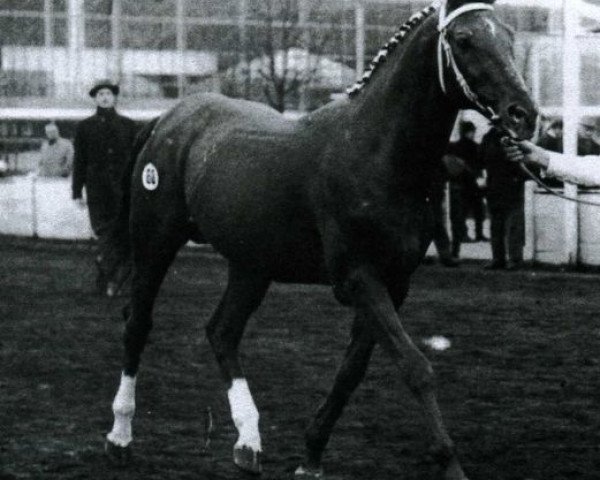 stallion Xebec xx (Thoroughbred, 1947, from Flamingo xx)