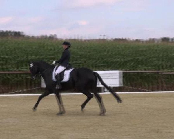 dressage horse San d'or (Oldenburg, 2005, from Samba Hit I)