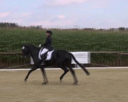 Cavallo da Dressage San d'or (Oldenburger, 2005, di Samba Hit I)