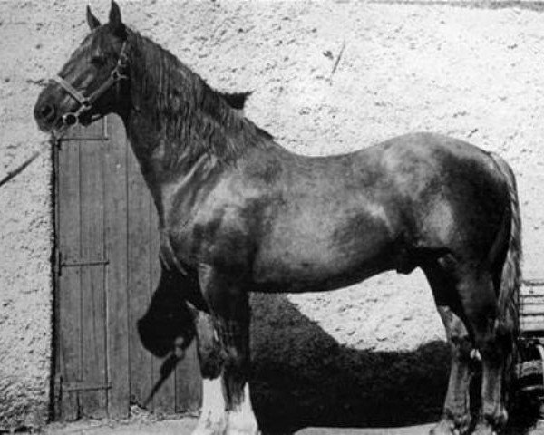 Deckhengst King of Diamonds (Irish Draught Horse, 1962, von Errigal) Deckhengst King of Diamonds (Irish Draught Horse, 1962, von Errigal)