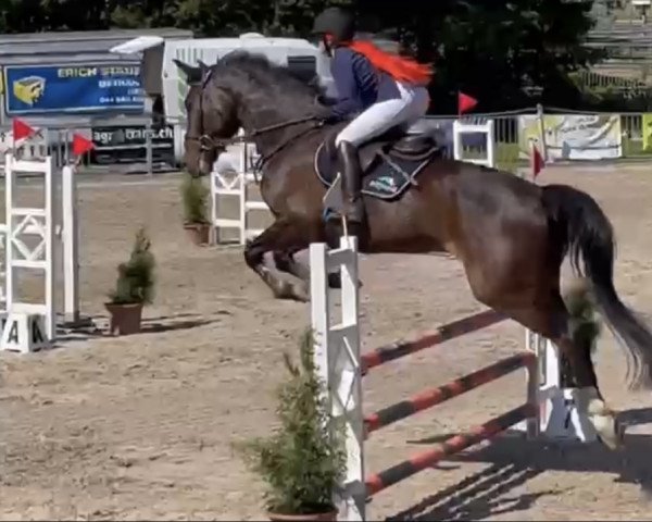 jumper Cinson (Oldenburg, 2014, from Cinsey)