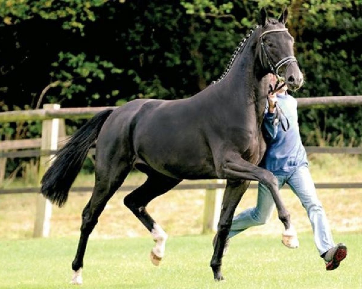 Deckhengst Surprice (Oldenburger, 2007, von Sir Donnerhall I)