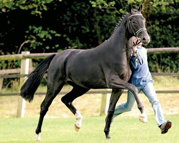stallion Surprice (Oldenburg, 2007, from Sir Donnerhall I)