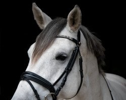 jumper Louis Vuitton 30 (Hanoverian, 2012, from Levisonn 208 FIN)