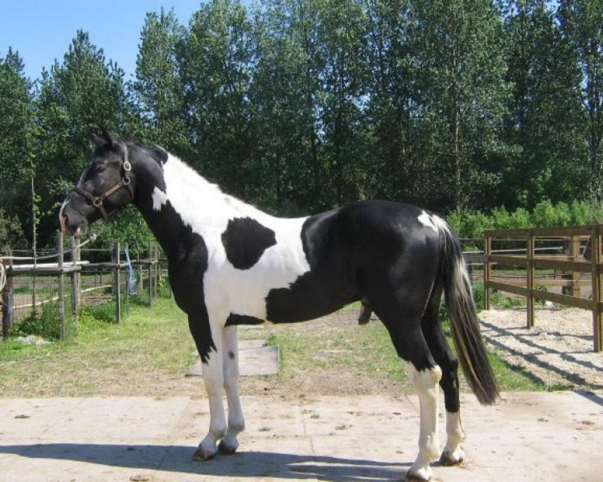 Deckhengst Davinci van Erpekom Z (Zangersheide Reitpferd, 2005, von Darco)