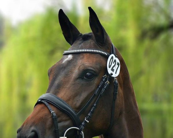 broodmare Saphira T (Westphalian, 2018, from Secret)