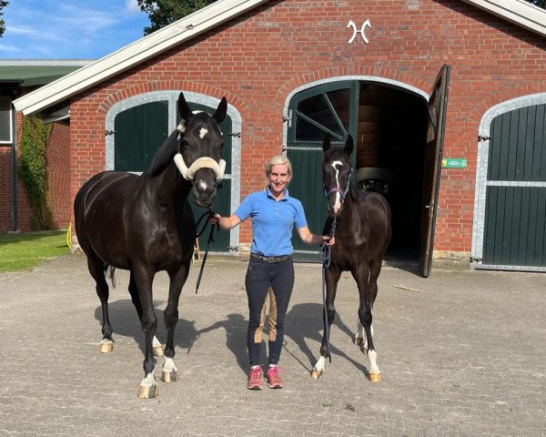 Broodmare Dancing Queen (Hanoverian, 2010, from Dancier)
