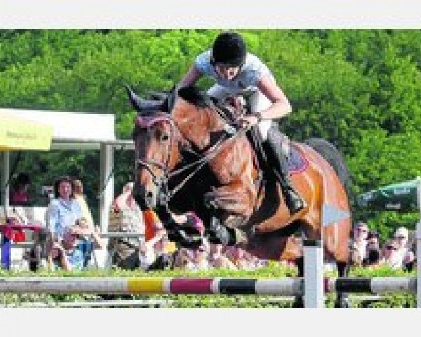 broodmare Skara (Holsteiner, 2002, from Quick Star)