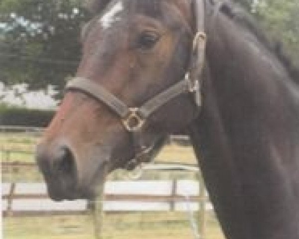 Pferd Jacko's Jitterbug (British Sport Horse, 2007, von Bullands Sandoval)