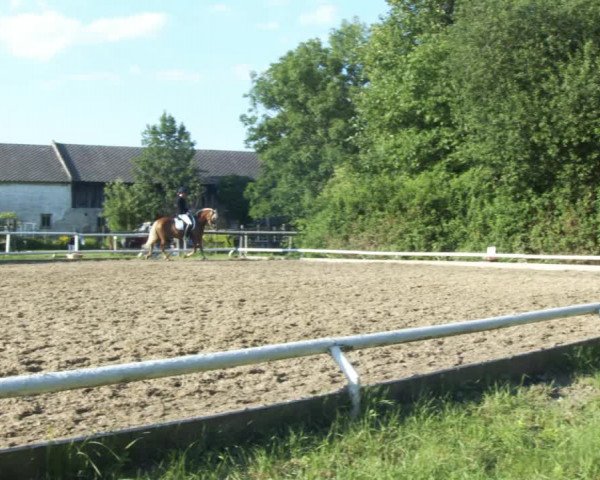Reitturnier St. Pölten 2022