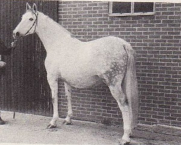 broodmare Mireille-Sijgje (KWPN (Royal Dutch Sporthorse), 1971, from Wagner) broodmare Mireille-Sijgje (KWPN (Royal Dutch Sporthorse), 1971, from Wagner)