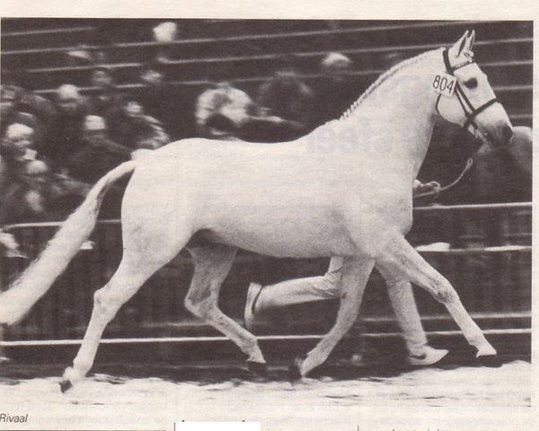 stallion Rivaal (KWPN (Royal Dutch Sporthorse), 1975, from Persian Path S xx)