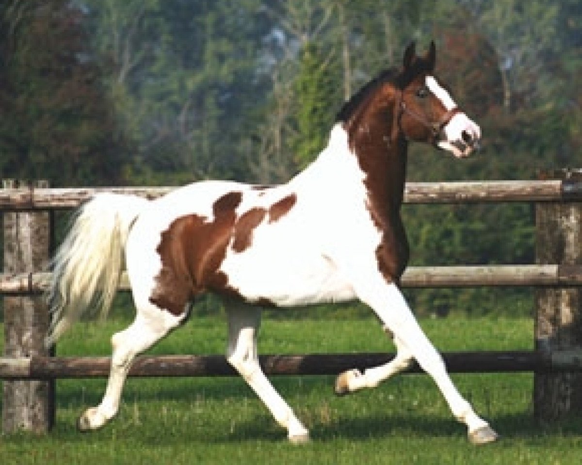 Dressurpferd Limbo (KWPN (Niederländisches Warmblut), 1993, von Concorde)