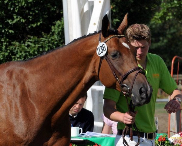 broodmare Orliet (KWPN (Royal Dutch Sporthorse), 1996, from Jacorde)