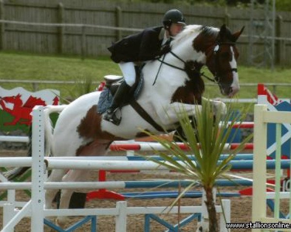 Pferd Victor van Erpekom (Belgisches Warmblut, 1998, von Limbo)