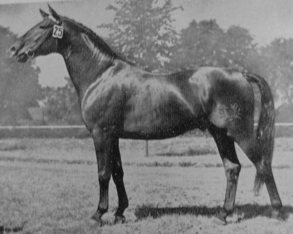 Deckhengst Herbstwind (Trakehner, 1949, von Perserfürst)