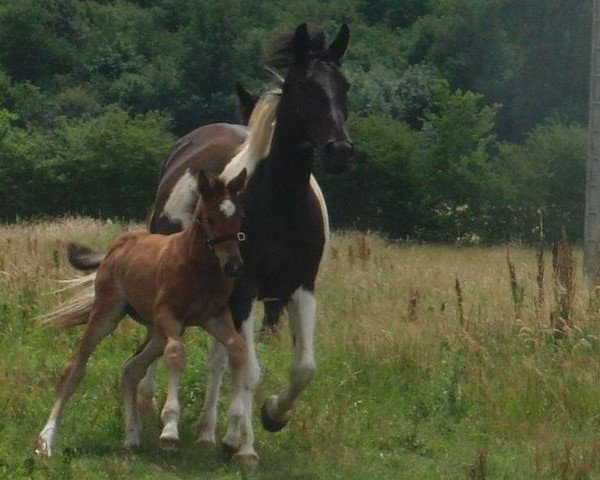 broodmare Amira (KWPN (Royal Dutch Sporthorse), 1982, from Samber)