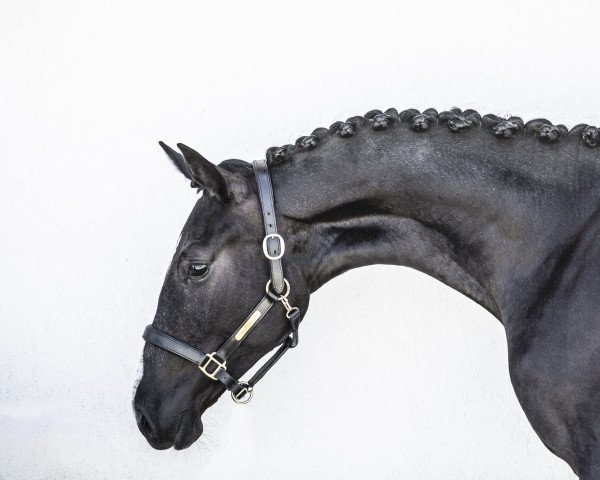 broodmare Compact Edition (Holsteiner, 2021, from Cancara)