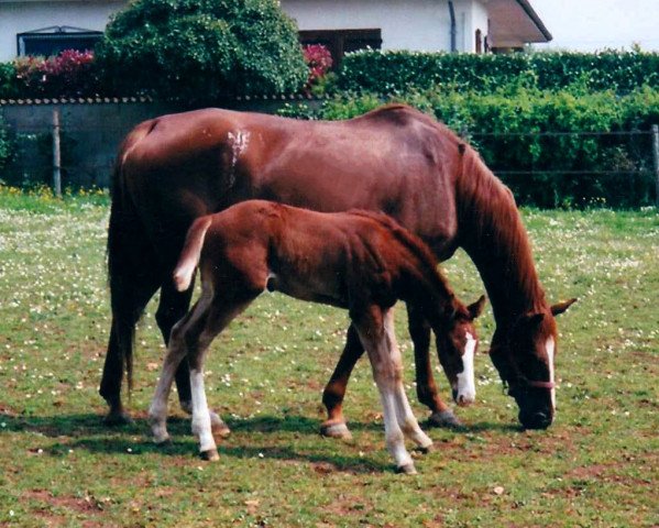 broodmare Fennecy Chetardie (Selle Français, 1993, from Prince Ig'Or AA)