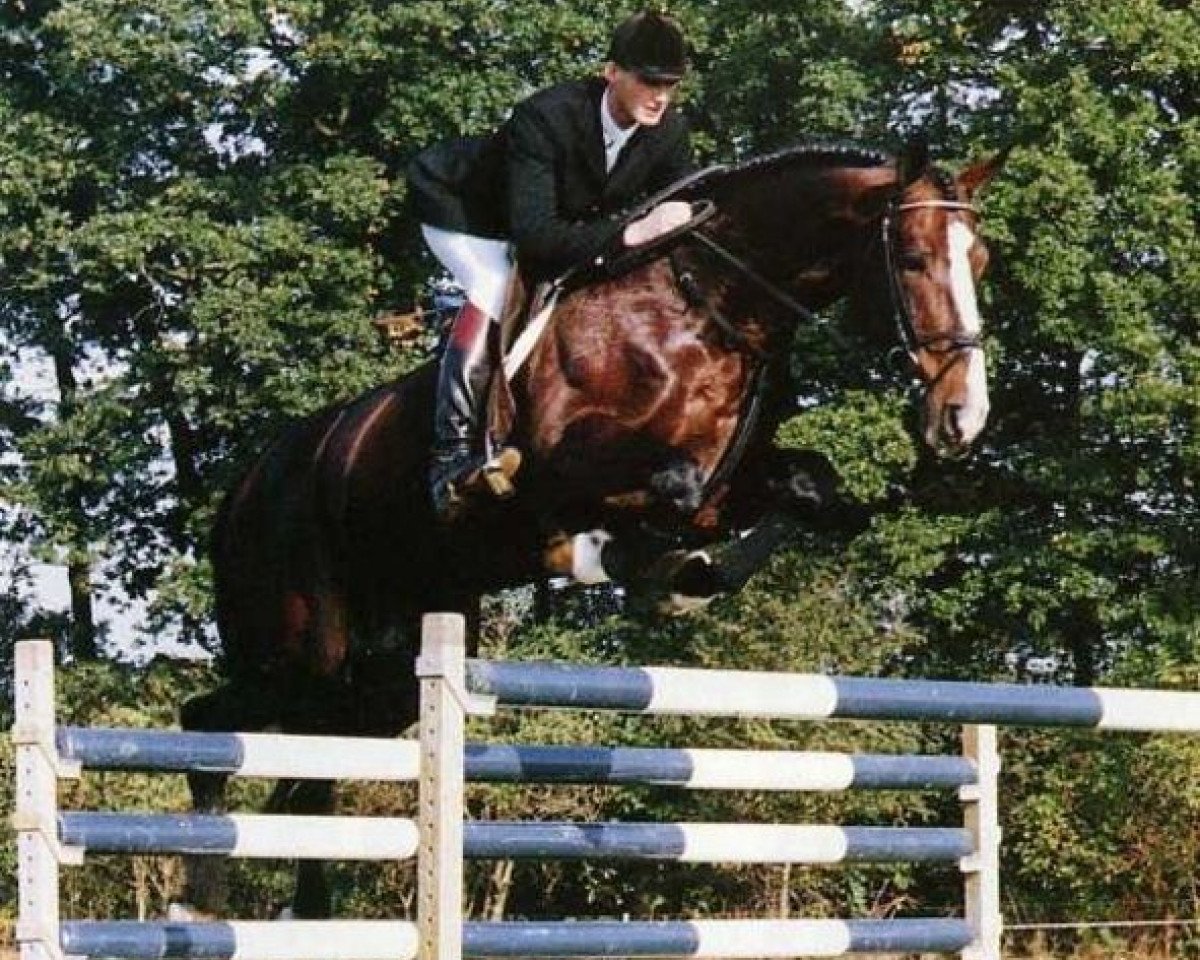 stallion Boreas (KWPN (Royal Dutch Sporthorse), 1983, from Jasper)