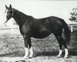 broodmare Gazella II 1914 ox (Arabian purebred, 1914, from Kohejlan 1904 DB)