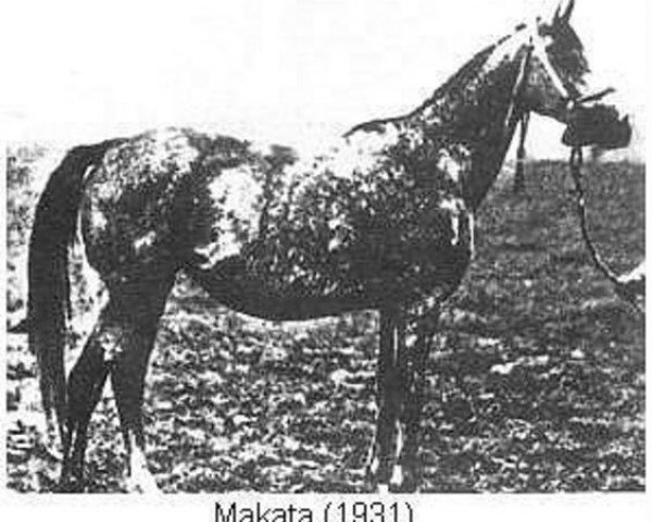 Zuchtstute Makata ox (Vollblutaraber, 1931, von Fetysz ox 1924)
