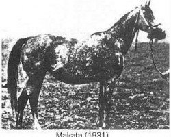 broodmare Makata ox (Arabian purebred, 1931, from Fetysz ox 1924)