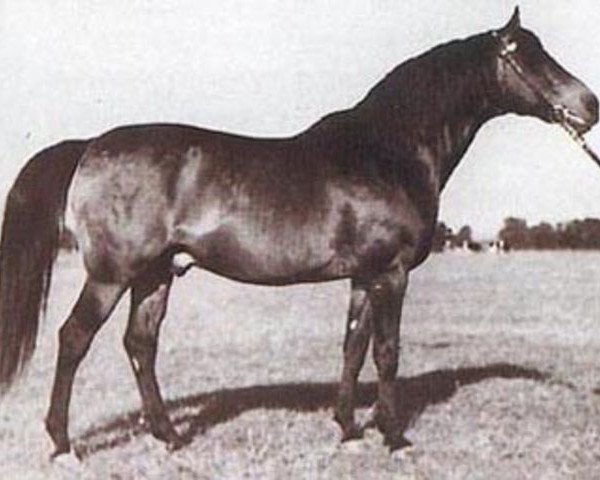 stallion Witraz 1938 ox (Arabian purebred, 1938, from Ofir 1933 ox)