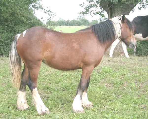 broodmare Simons Curly Sue (Tinker / Irish Cob / Gypsy Vanner, 2003, from Simon of Sunshine)