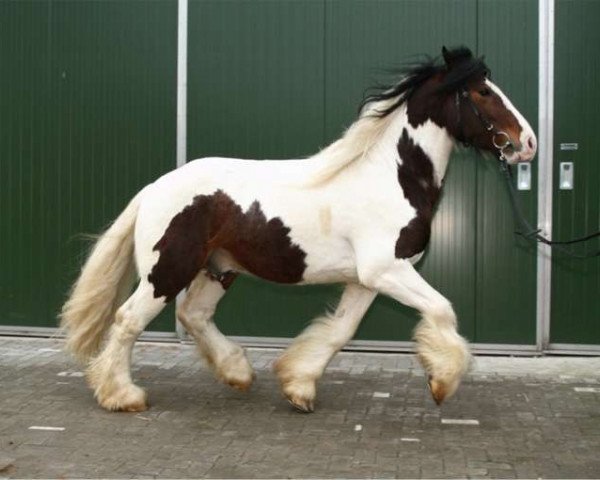 dressage horse Shakespeare (Tinker / Irish Cob / Gypsy Vanner, 2004, from Simon of Sunshine)