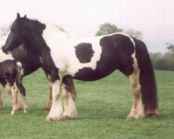 broodmare Miss Price (Tinker / Irish Cob / Gypsy Vanner, 1975, from The Road Sweeper) broodmare Miss Price (Tinker / Irish Cob / Gypsy Vanner, 1975, from The Road Sweeper)
