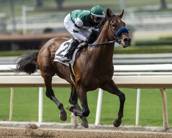 horse Flightline xx (Thoroughbred, 2018, from Tapit xx) horse Flightline xx (Thoroughbred, 2018, from Tapit xx)