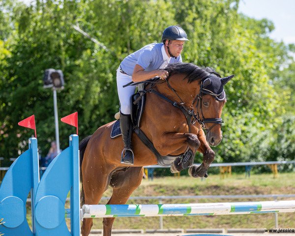 Springpferd Lavayano (Deutsches Sportpferd, 2016, von Larimar)