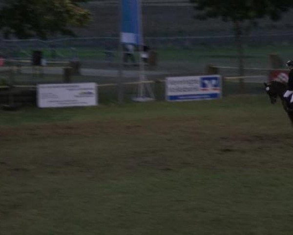 Zuchtstute Donna Immokra (Oldenburger, 2000, von Davignon I)