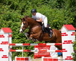 jumper Qua-Darco Heldenlaan Z (Zangersheide riding horse, 2010, from FRH Quaid)