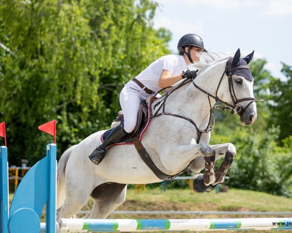 Springpferd Clooney 100 (Holsteiner, 2010, von Clinton)