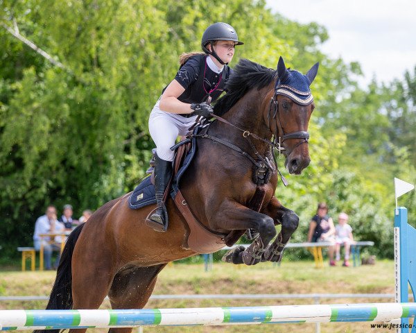 Springpferd Indina PP (KWPN (Niederländisches Warmblut), 2013, von Mylord Carthago)