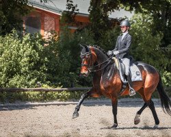Dressurpferd Tantoni Frascati (Oldenburger, 2013, von Detroit)